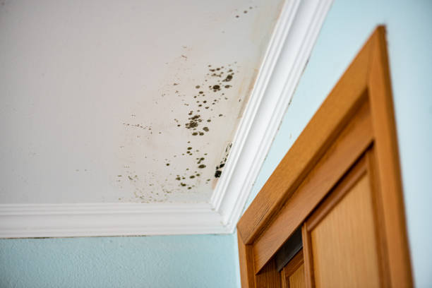 Best Mold Cleaning Services  in Wilkesboro, NC